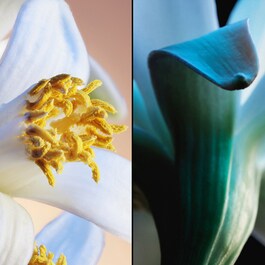 Jardins de Bagatelle - Eau de Parfum