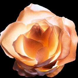 Dior Prestige - La Crème Texture Essentielle - Crème anti-âge haute réparation