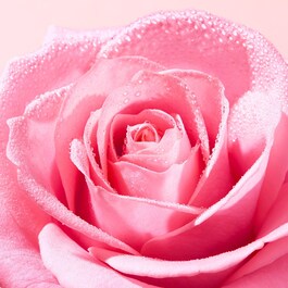 Very rose -  Huile délicate démaquillante