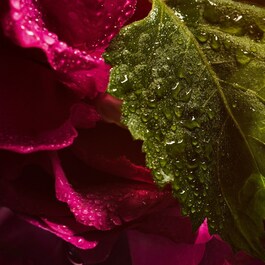 La Petite Robe Noire - Eau de Parfum Absolue