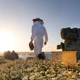 Abeille Royale Programme Anti-Age Découverte 