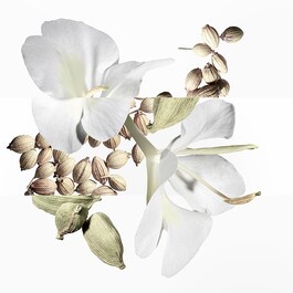 Un Jardin après la Mousson - Eau de Toilette
