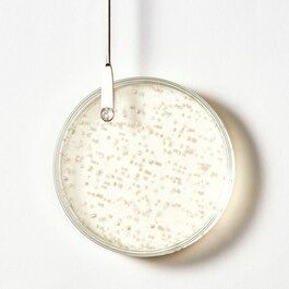Triphasic - Shampooing antichute