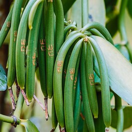 VANILLE VERTE - Oléorésine Aromatique
