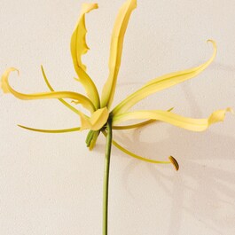 Atelier des Fleurs Ylang Cananga - Eau de Parfum