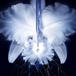 Orchidée Impériale - Le Concentré De Longévité