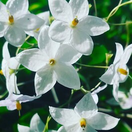 JASMIN - Esprit Parfumé
