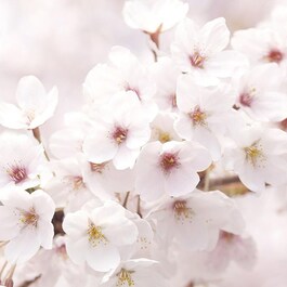 Émulsion Éclat Aux Cerisiers A Fleurs De Jeju