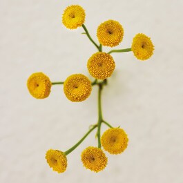 Atelier des Fleurs Immortelle - Eau de Parfum