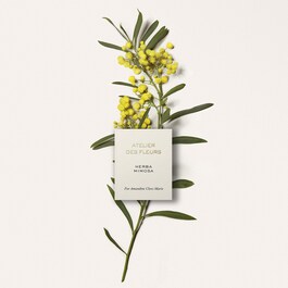 Atelier des Fleurs Herba Mimosa - Eau de Parfum
