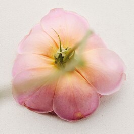 Atelier des Fleurs Rosa Damascena - Eau de Parfum