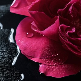 La Petite Robe Noire - Rose Noire Eau de Parfum