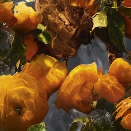 Aqua Allegoria - Mandarine Basilic Forte - Eau De Parfum