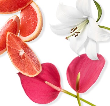 ANTHURIUM APAISANT ET PAMPLEMOUSSE ROSE