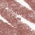 N°15. Deep Beige (0,7 g)