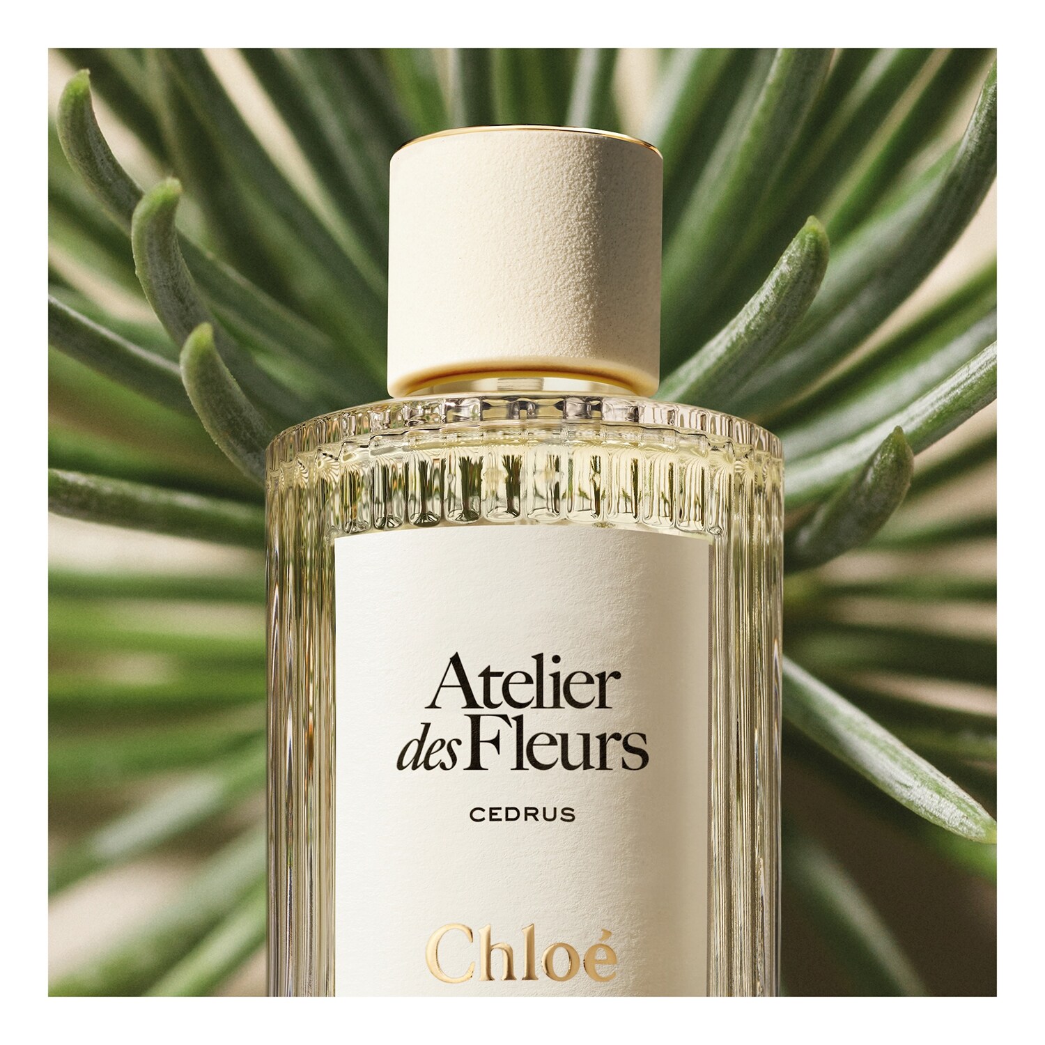 Atelier Des Fleurs Cedrus Eau De Parfum De CHLO SEPHORA Atelier Des Fleurs Cedrus Eau De Parfum De CHLO SEPHORA