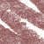 N°17. Light Brown (0,7 g)