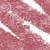 N°6. Rosewood (0,7 g)
